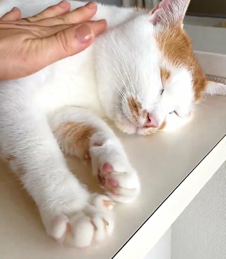 元に戻った所で再びなでると…