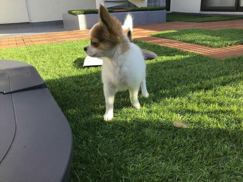 提供：SORA/ちわわさん