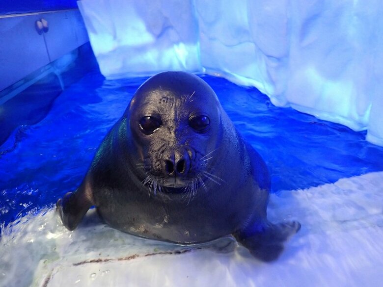 レオくん（提供：サンシャイン水族館）
