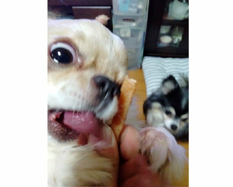 おやつを見て理性がぶっ飛んだ玉緒ちゃん　右奥にいるのは“姉”犬のヲトコちゃん