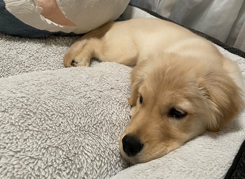 表情の豊かさに驚いたそう（叱られてふてくされているチロルちゃん）