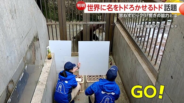 飼育員が見えない状態で動きを再現するハマ（提供：城崎マリンワールド）