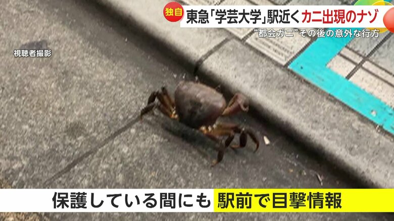 7月に目撃されたカニは別の個体か