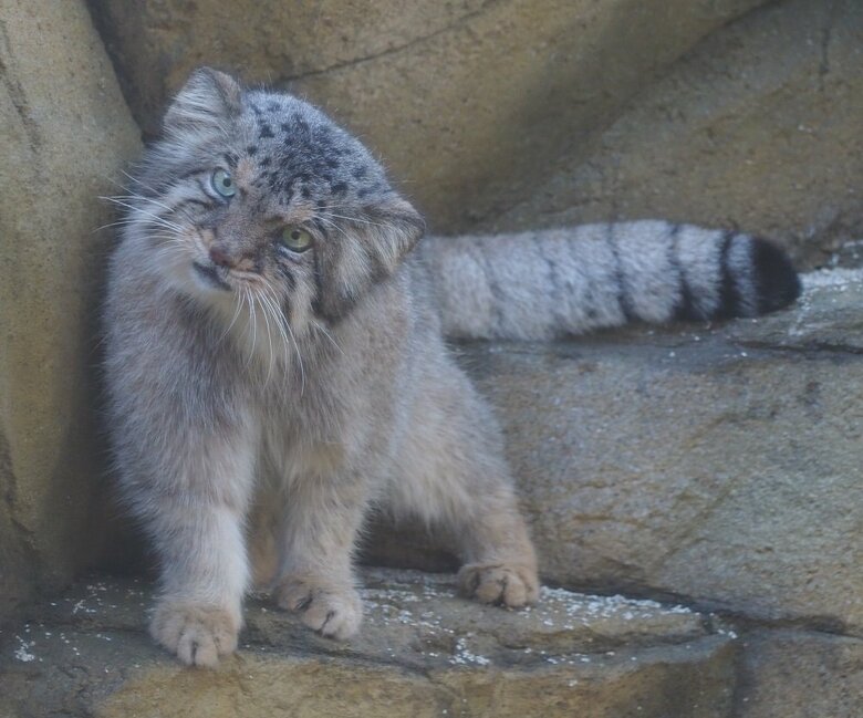 首をかしげて可愛らしい（提供：那須どうぶつ王国）