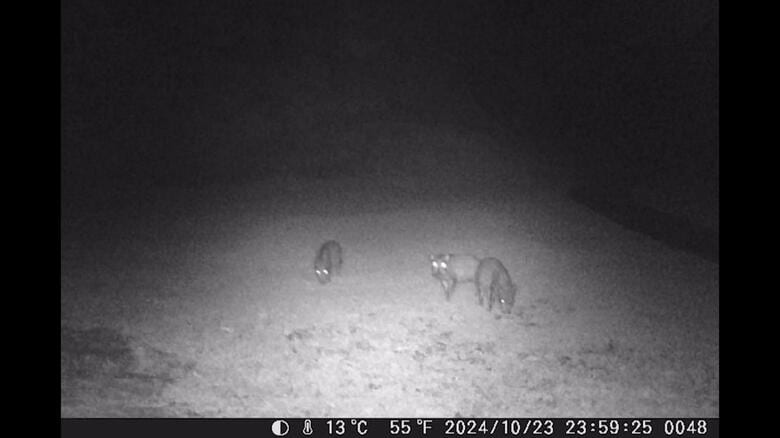 こちらを向いて防犯カメラに気付いたイノシシ