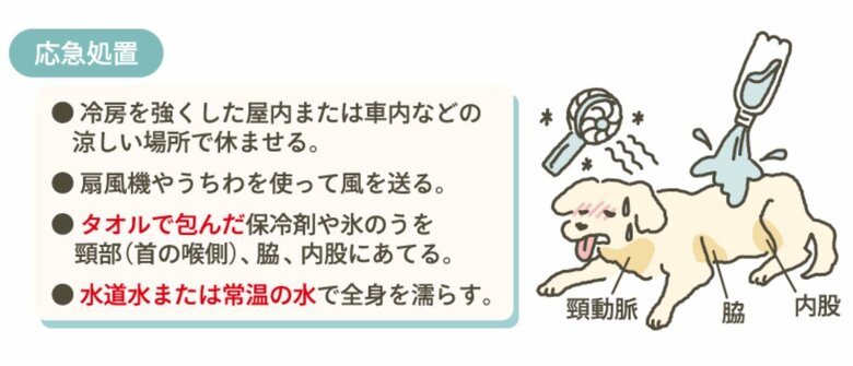 飼い主ができる応急処置