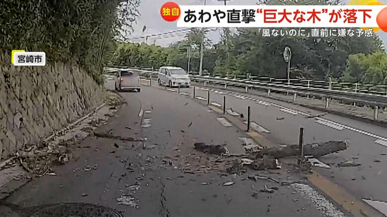 運転中に突然、巨大な木が落下してきた一部始終⑤