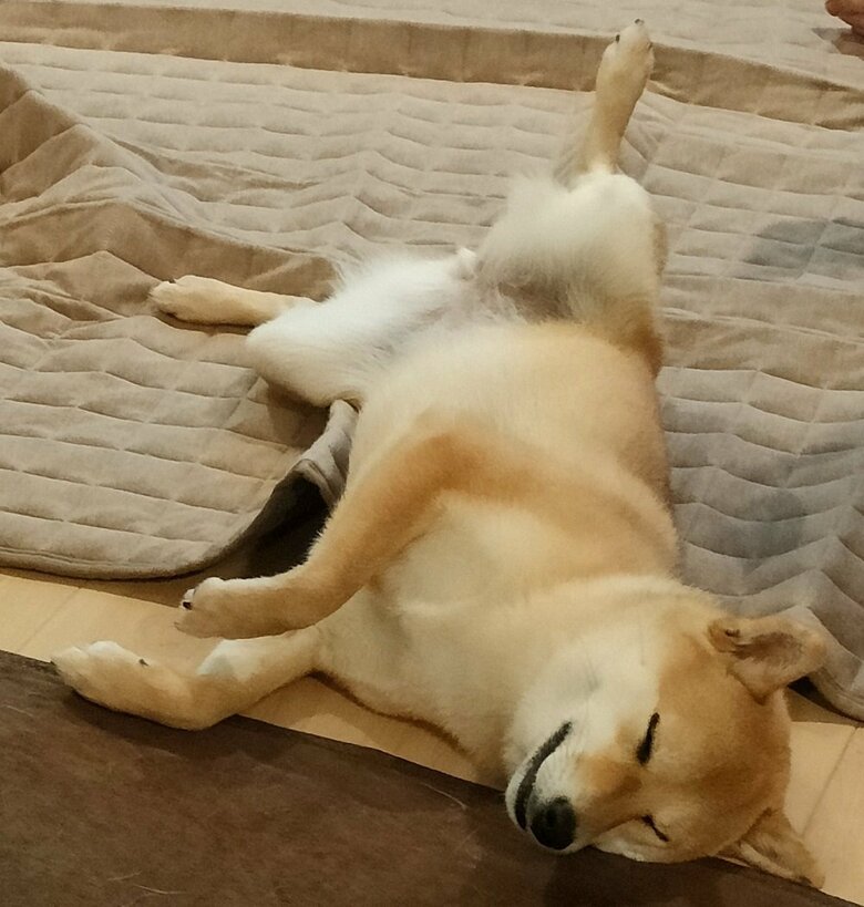 普段は寝てばかりだそう