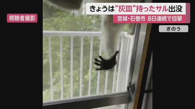 ドンッ！と大きな音をたてて窓に飛びかかってきた。暑くなってきたこの時期、窓が開いていたらと思うと恐ろしい