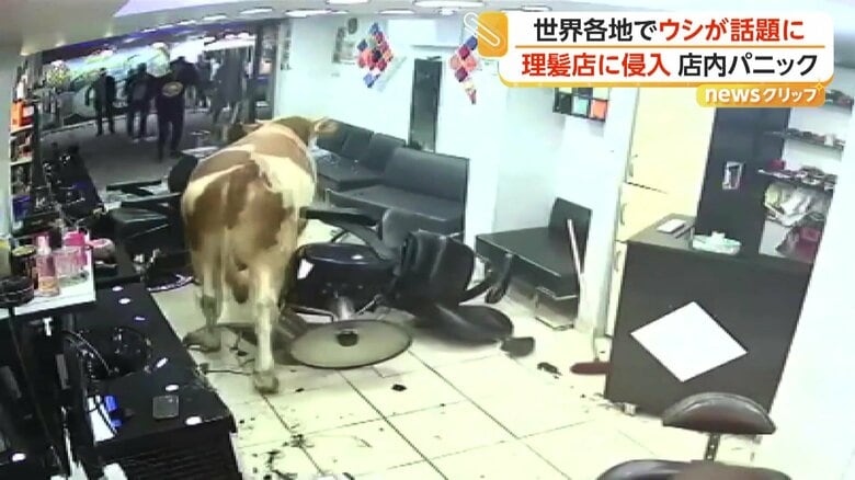 店から立ち去るウシ（IHA）