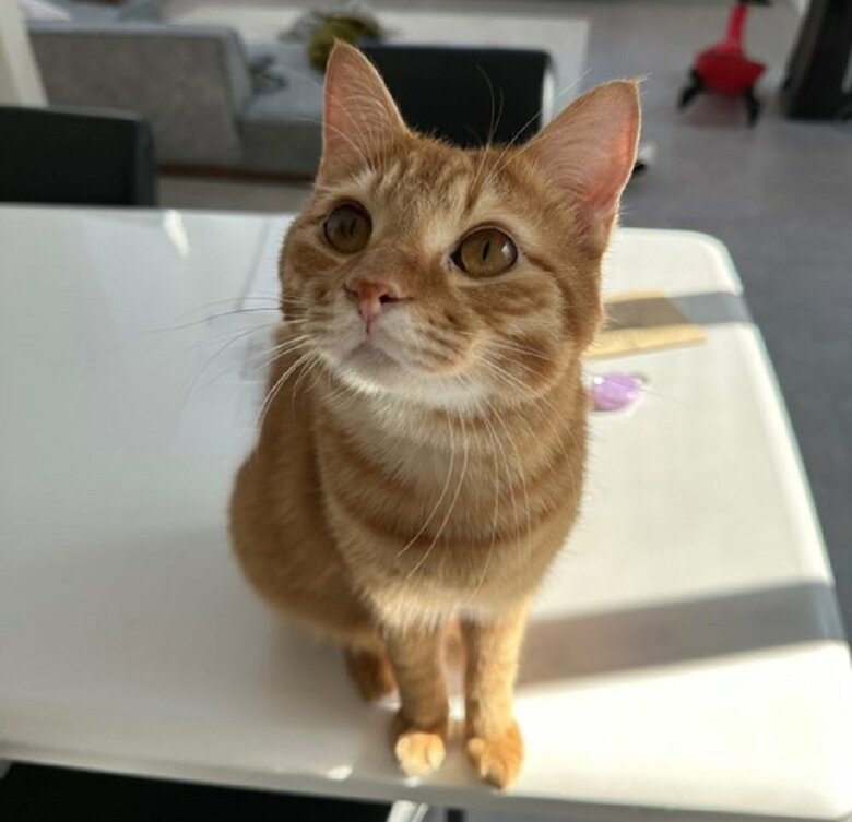 とらまるくん