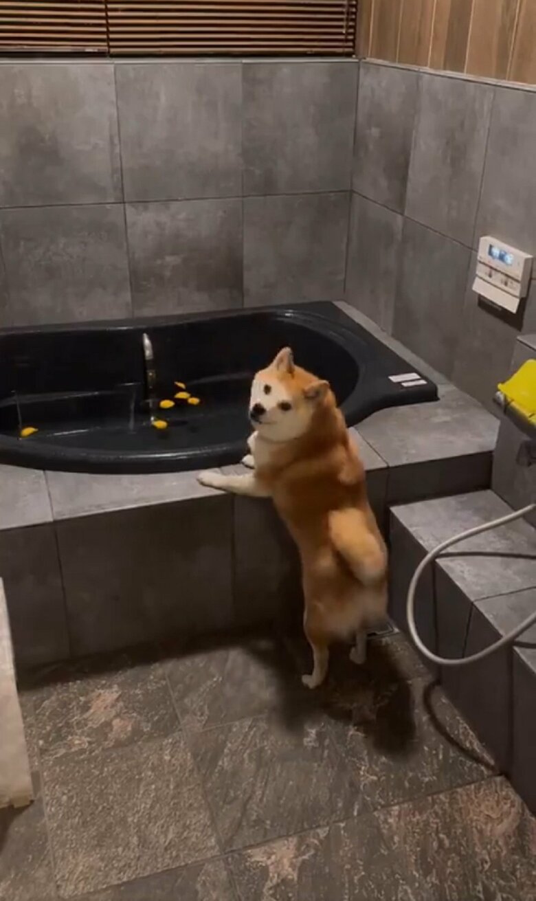 「やっぱり入れない…」