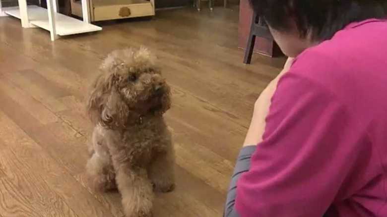 飼い犬の虐待動画に非難殺到。蹴りつけられた犬の「その後」は...【福島発】