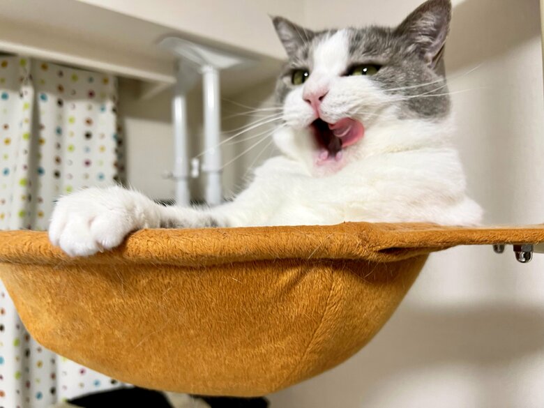 提供：いずもん/まろ様さん