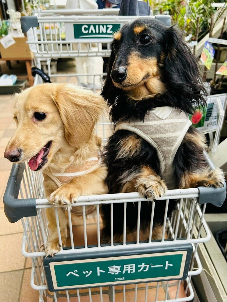 お出かけ中