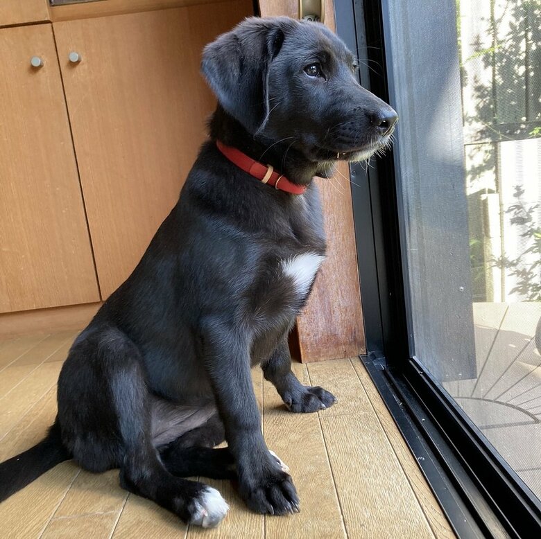 外を眺めるつきちゃん