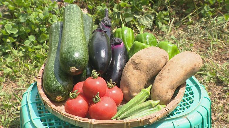収穫した野菜