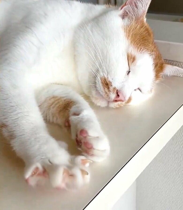 終始スヤスヤと寝ていた