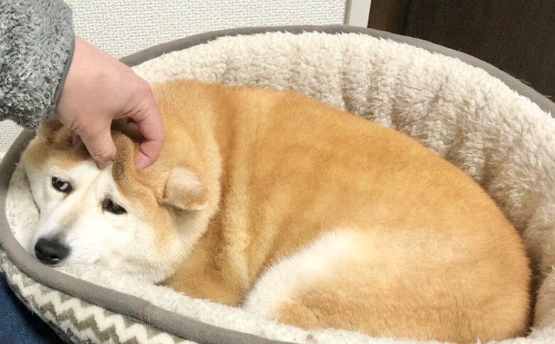 顔で遊ばれるゆずちゃん