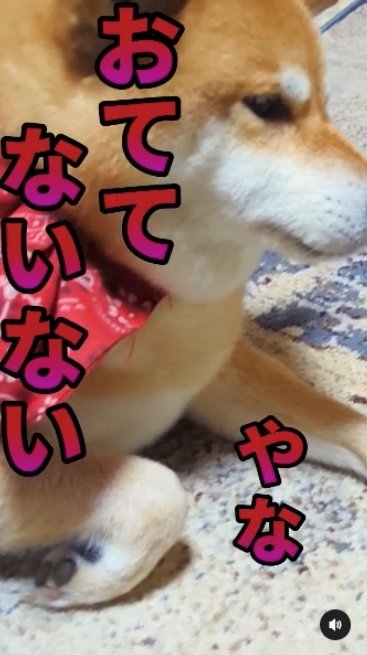 提供：柴犬スティーブch【コーギーと猫を添えて】さん