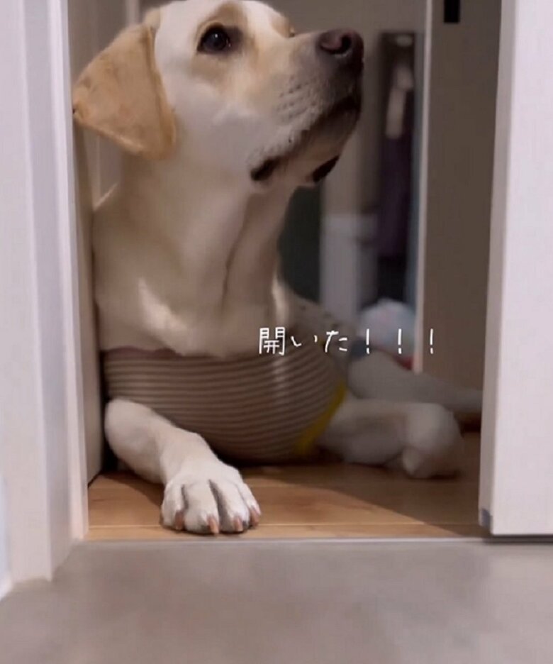 「開いた！」と顔を上げるぽのくん　どこか嬉しそうな様子