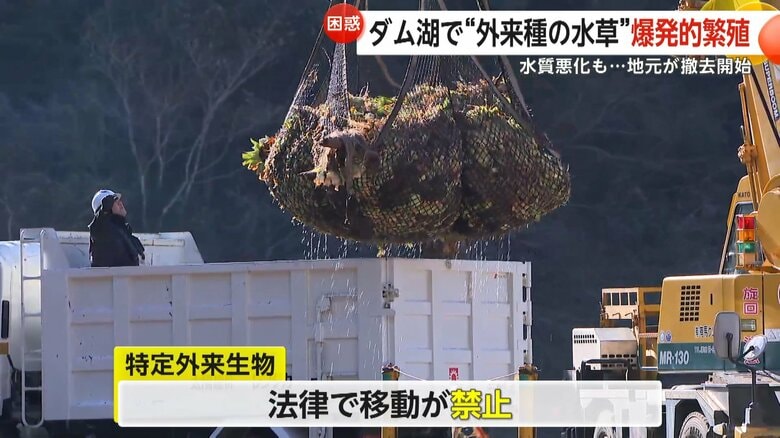 仮置き場に運ばれるボタンウキクサ