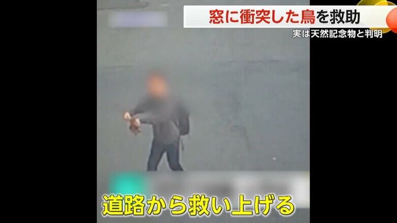 歩道へ落下した鳥を道路から救い上げた心優しい人