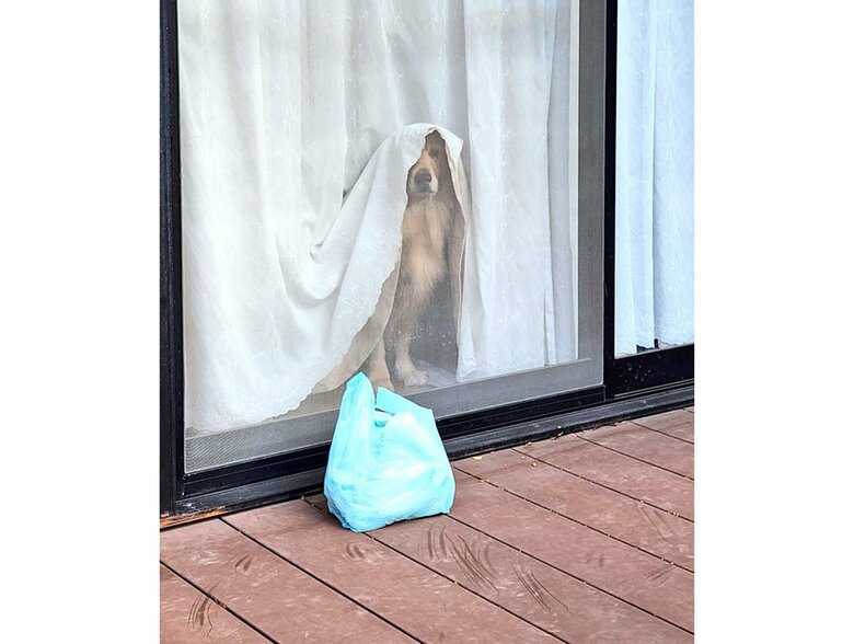 飼い主の出勤を窓から見つめている（提供：Charlotte@ゴールデンレトリバーさん）