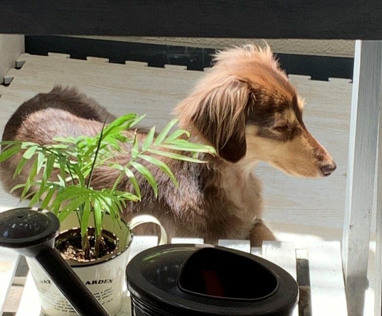 日向ぼっこすることも