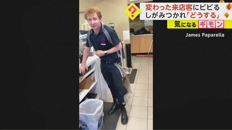 左脚にしがみつくコアラ　店員は困った様子