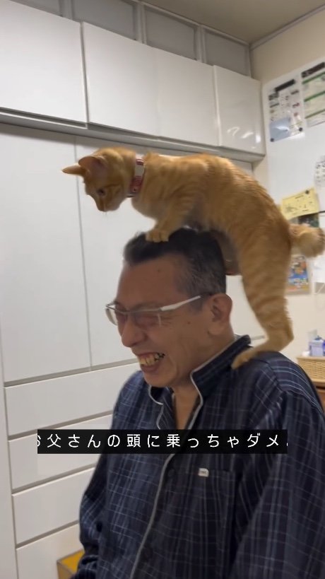 提供：cohakuさん