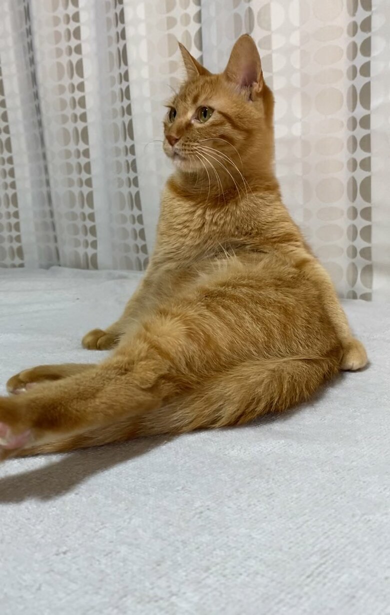 遠くを見つめるつぶちゃん
