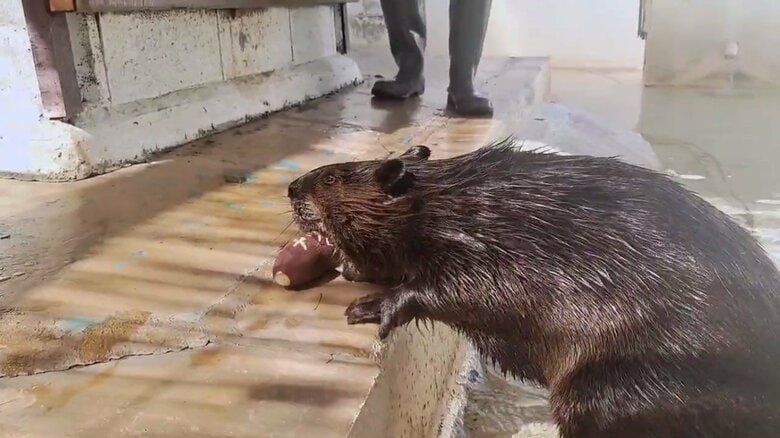 お父さんビーバー　ナツくん　画像提供：甲府市遊亀公園附属動物園