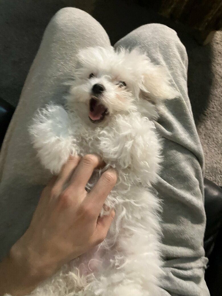 提供：白く、柔らかな犬さん