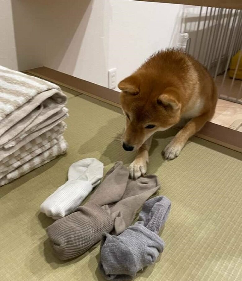 洗濯物をたたんでいると、近づいて来るという