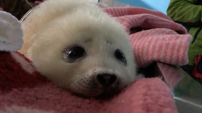 生命の危険もあったが…（提供：海遊館）