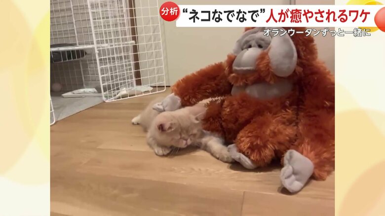 なでられるこまるくん