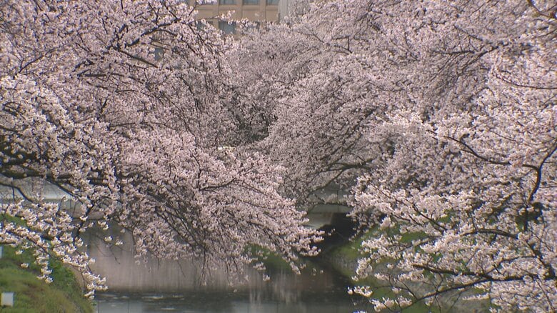 松川べりの桜（2日午前10時頃）