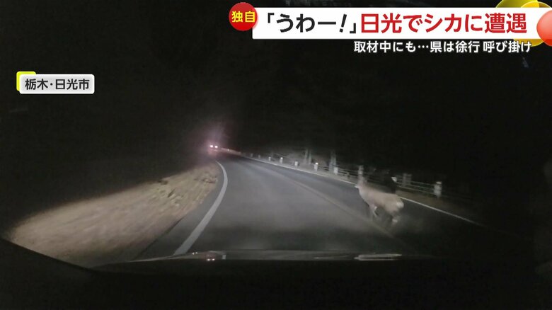 シカが車の前に飛び出す瞬間（10月30日、栃木・日光市）⑤