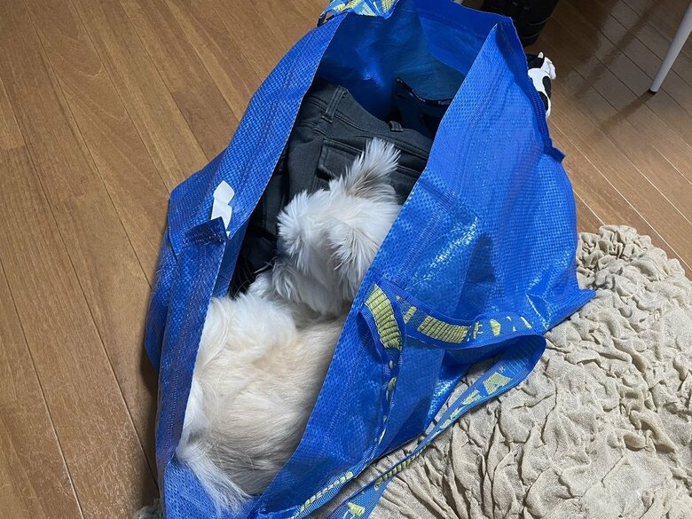 洗濯物たたみの邪魔をして、そのまま寝てしまった