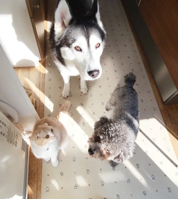 提供：犬と猫の親バカ日記さん