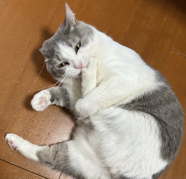 提供：いずもん/まろ様さん