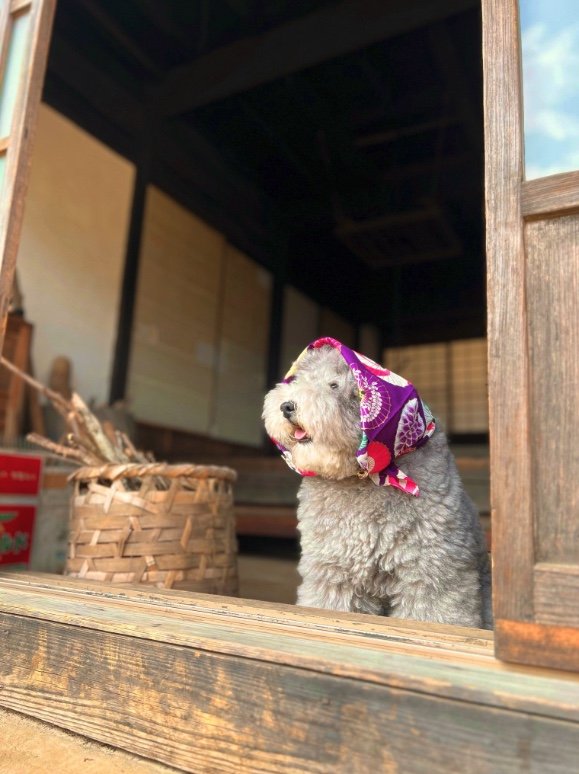 提供：レノン&れあるさん