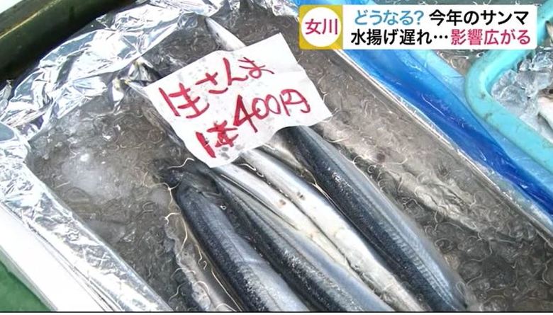 今年のサンマはどうなる? 宮城県内でいまだ水揚げゼロ…今後の見通しは?