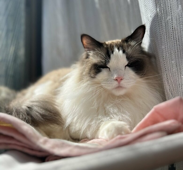 ひなたぼっこしているとろろくん