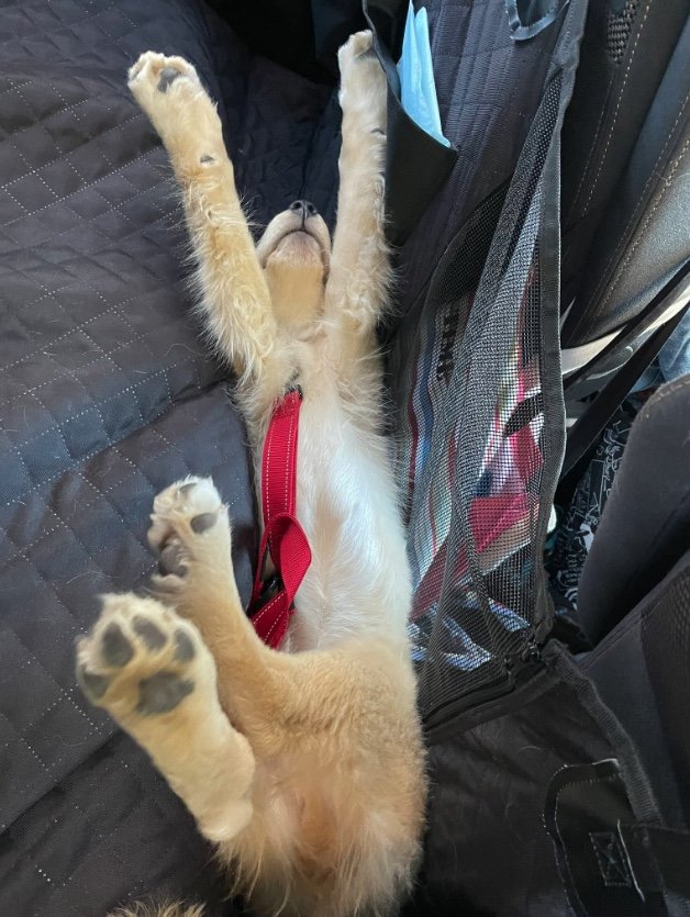 提供：イブ（ゴールデンレトリバー）さん