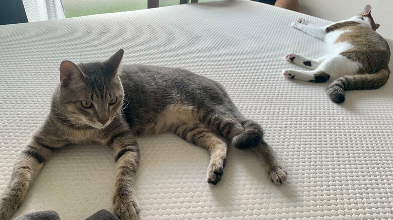 よく横になっているという