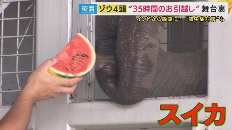 スイカを食べようとするゾウ