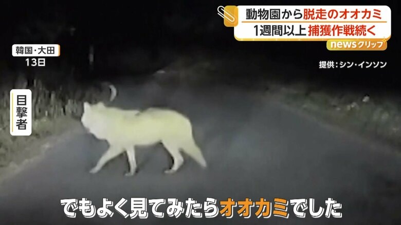 「よく見てみたらオオカミでした」と驚きを語っている目撃者