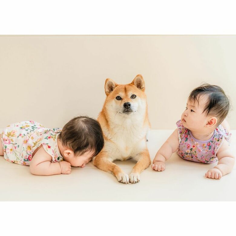 提供：柴犬　むぎさん